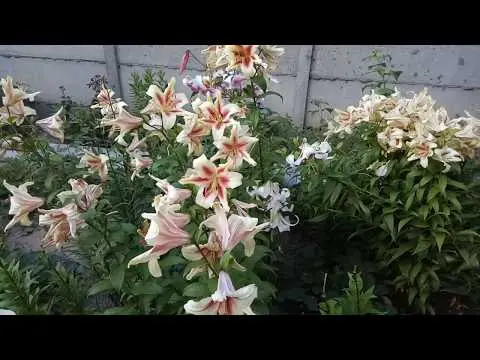 When to prune lilies in the fall after flowering