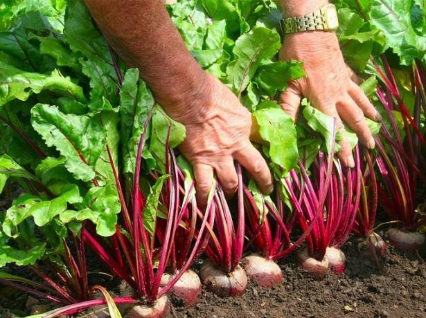 When to remove beets from the garden for storage