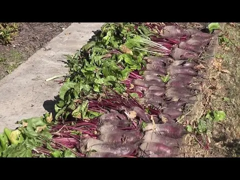 When to remove beets from the garden for storage