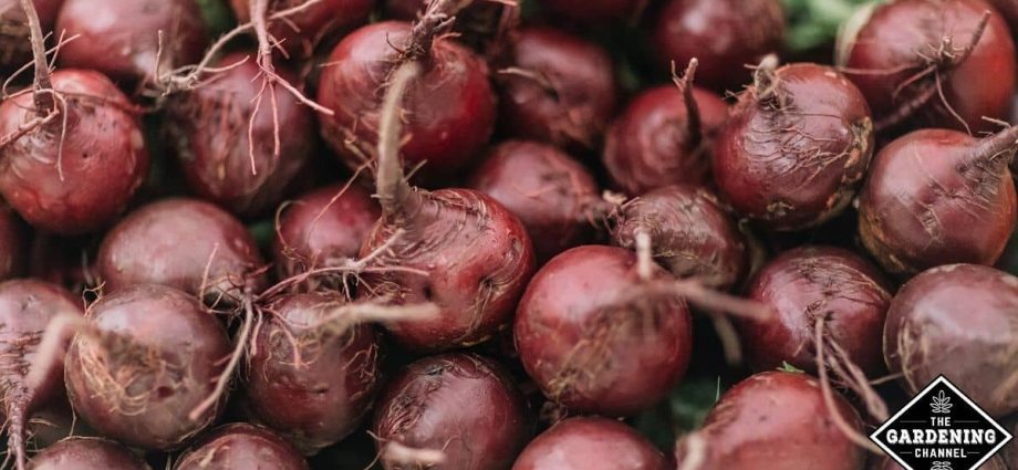 When to remove beets from the garden for storage