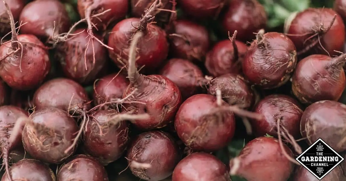 When to remove beets from the garden for storage