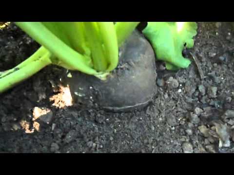 When to remove black radish from the garden: tips for gardeners