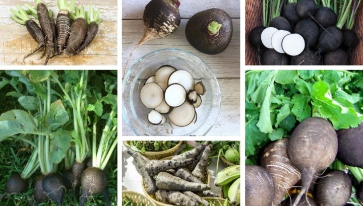 When to remove black radish from the garden: tips for gardeners