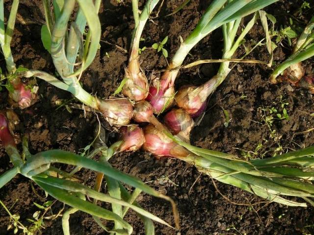 When to remove onions from the garden for storage