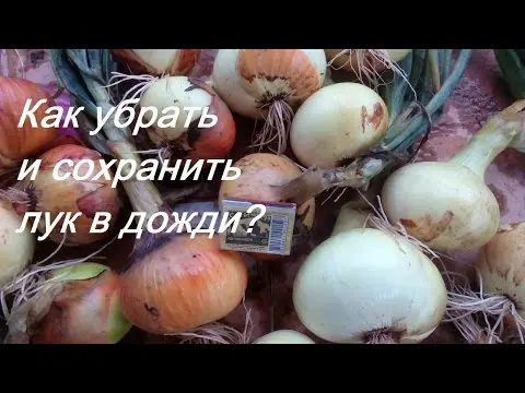 When to remove onions from the garden for storage