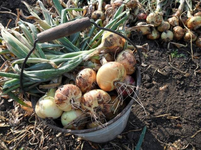 When to remove onions from the garden for storage