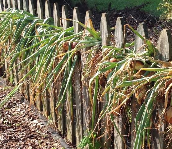 When to remove onions from the garden for storage