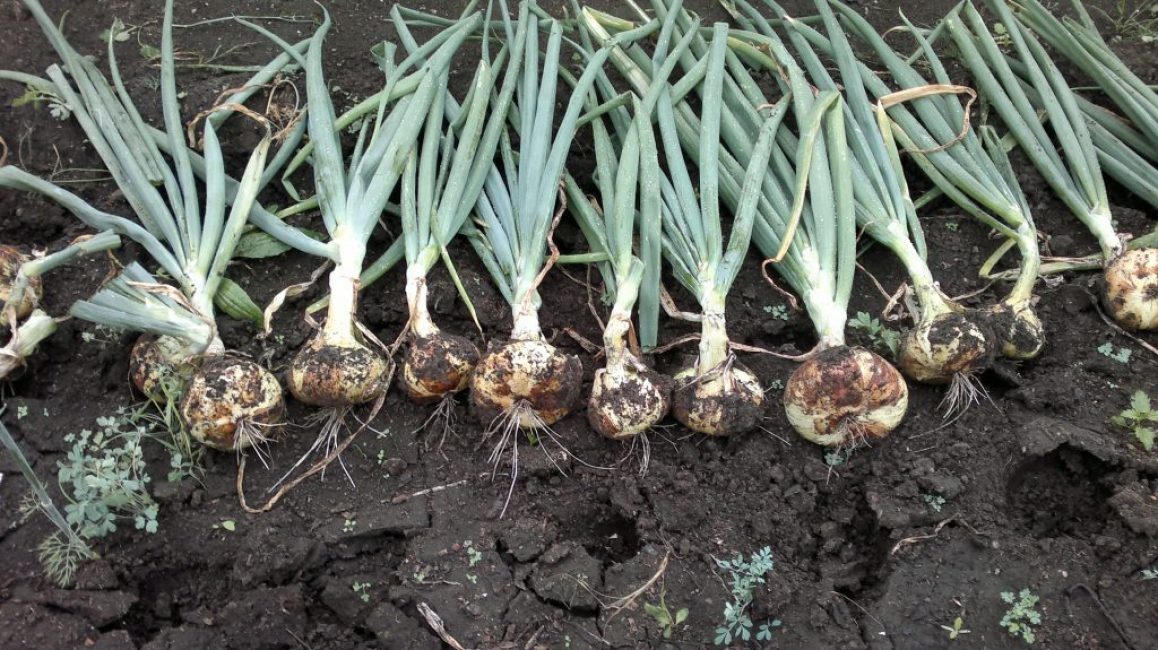 When to remove onions from the garden for storage in the suburbs and how to prepare for this