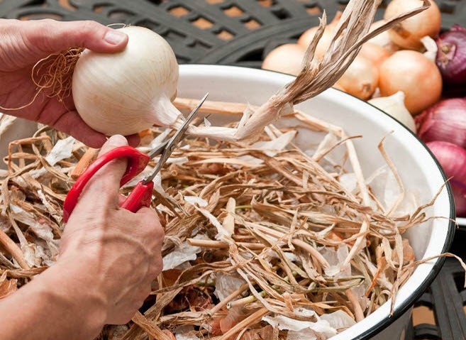 When to remove onions from the garden for storage in the suburbs and how to prepare for this