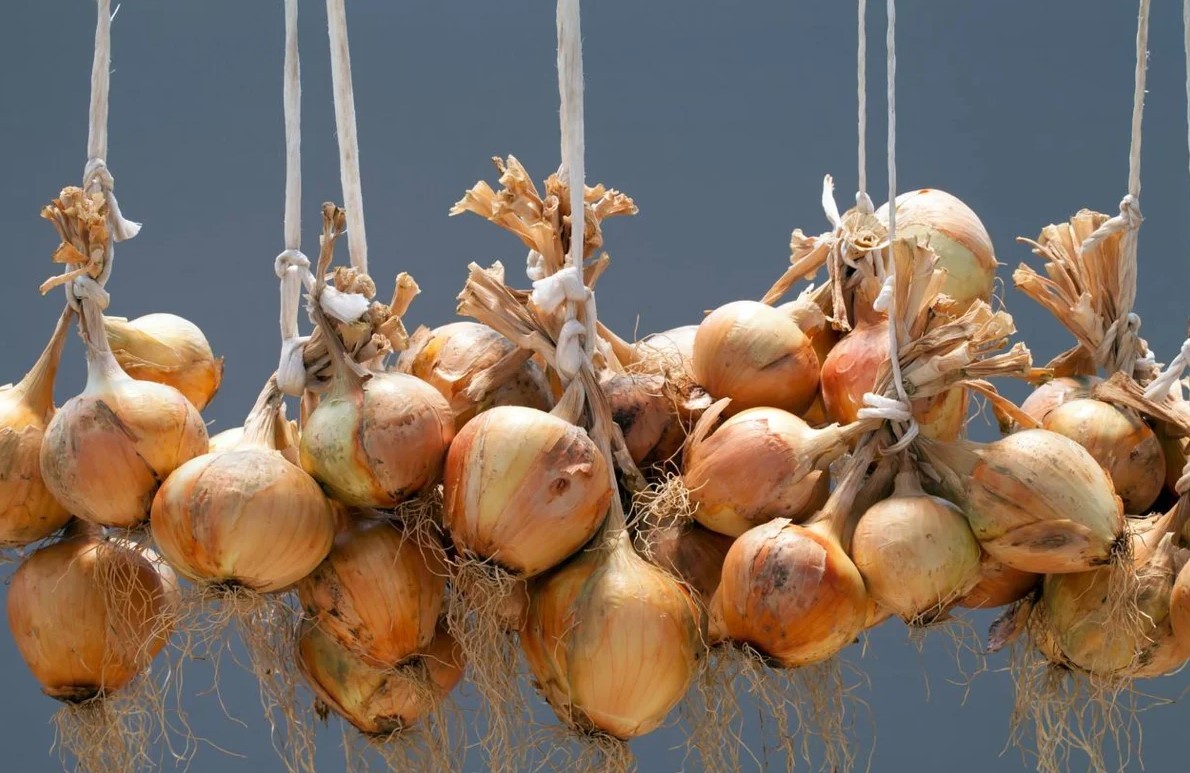 When to remove onions from the garden for storage in the suburbs and how to prepare for this