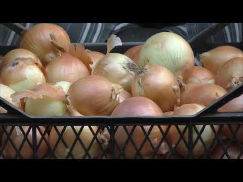 When to remove onions from the garden for storage in the suburbs and how to prepare for this