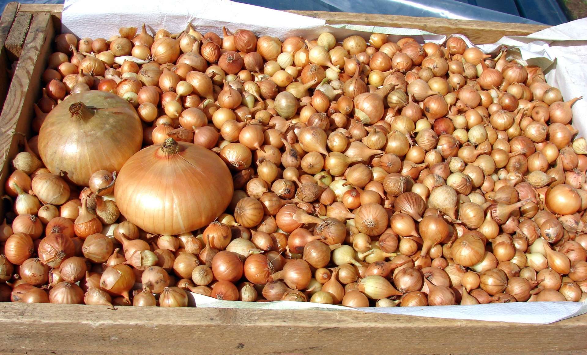 When to remove onions from the garden for storage in the suburbs and how to prepare for this