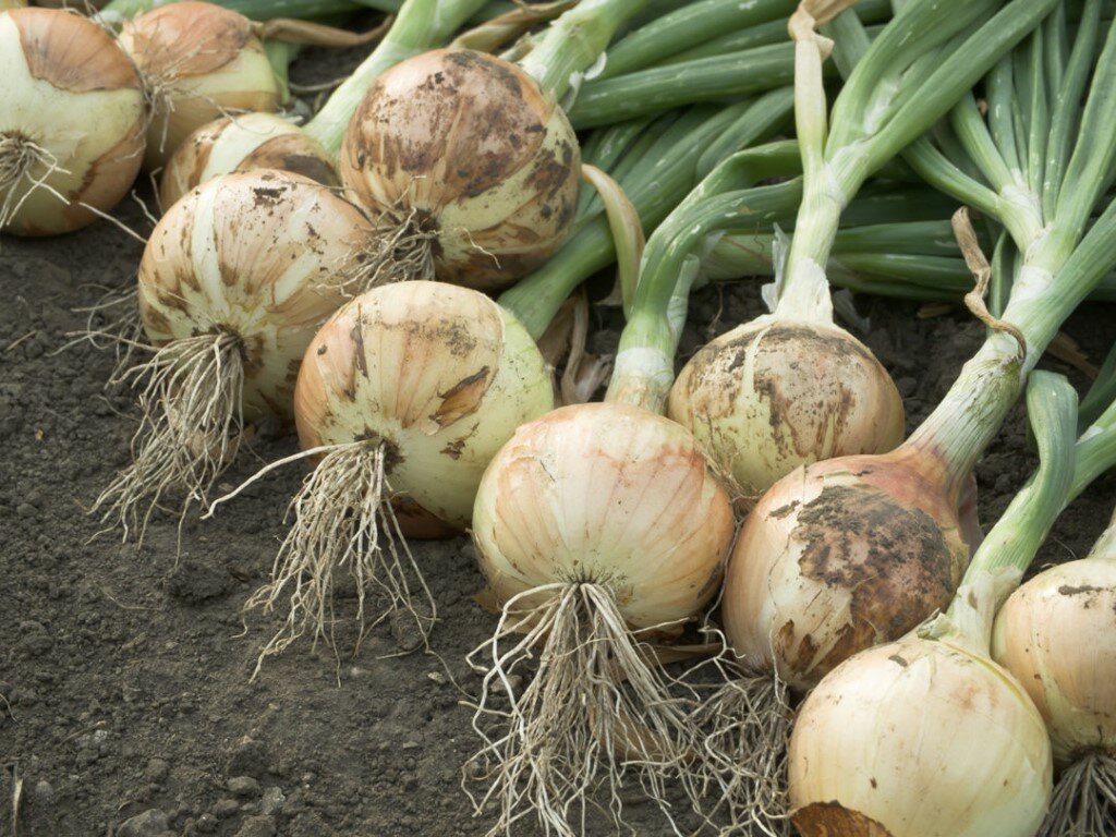 When to remove onions from the garden for storage in the suburbs and how to prepare for this