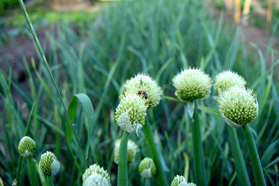 When to remove onions from the garden for storage in the suburbs and how to prepare for this