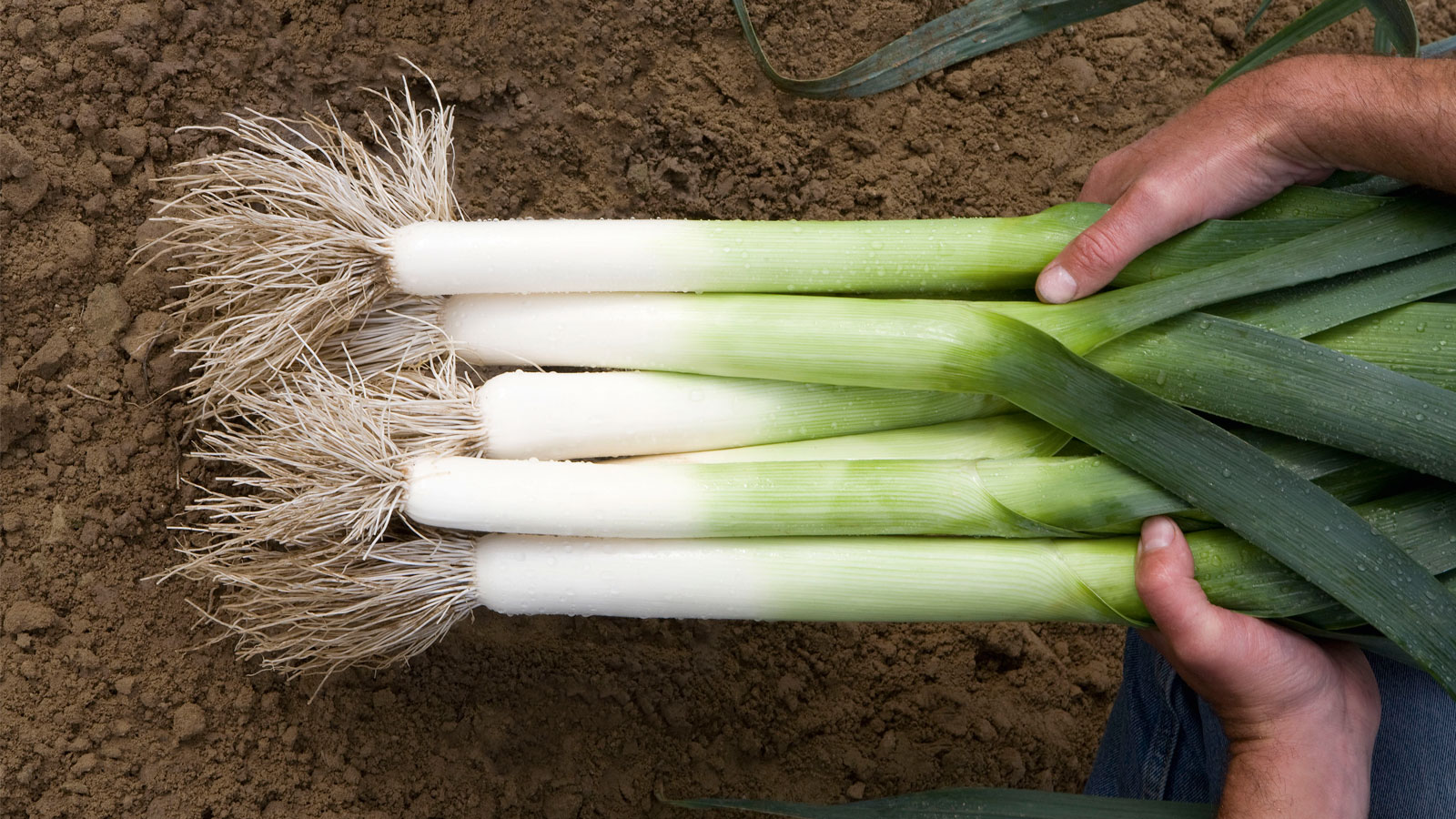 When to remove onions from the garden for storage in the suburbs and how to prepare for this