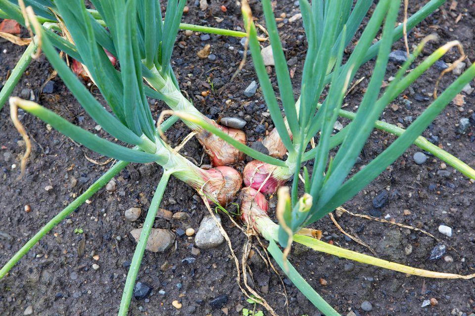 When to remove onions from the garden for storage in the suburbs and how to prepare for this