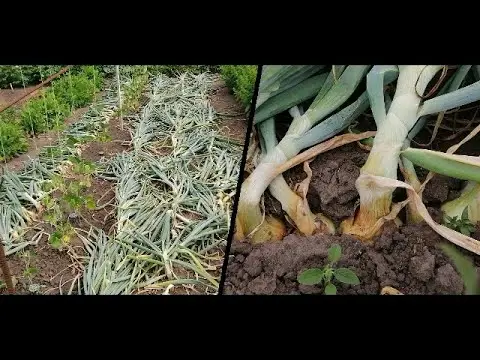 When to remove onions from the garden for storage in the suburbs and how to prepare for this