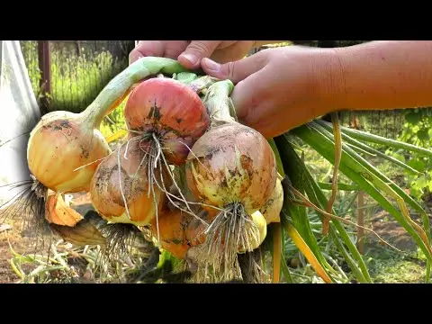 When to remove onions from the garden for storage in the suburbs and how to prepare for this