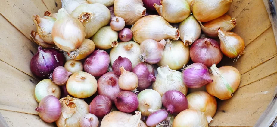 When to remove onions from the garden for storage in the suburbs and how to prepare for this