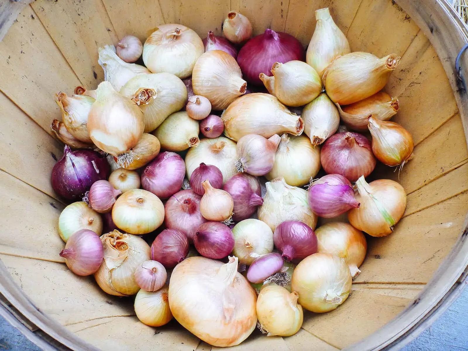 When to remove onions from the garden for storage in the suburbs and how to prepare for this