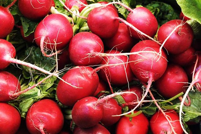 When to remove radish from the garden for storage