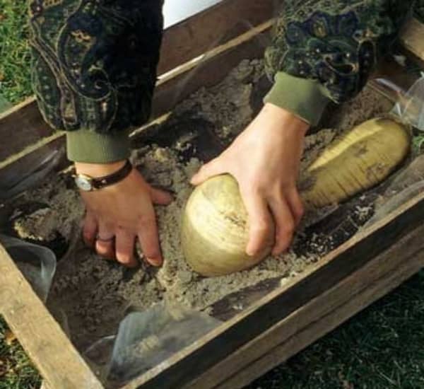 When to remove radish from the garden for storage