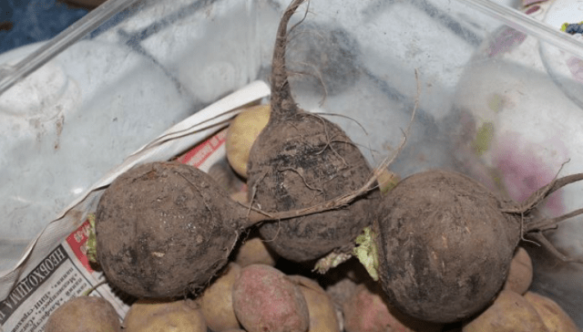 When to remove radish from the garden for storage