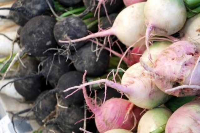 When to remove radish from the garden for storage