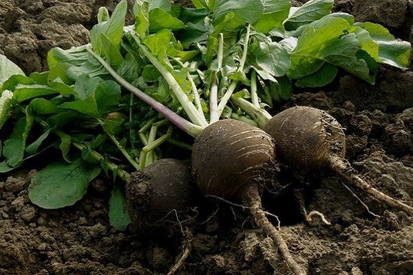 When to remove radish from the garden for storage