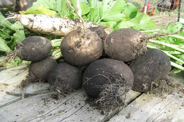 When to remove radish from the garden for storage