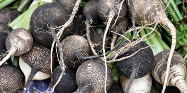 When to remove radish from the garden for storage