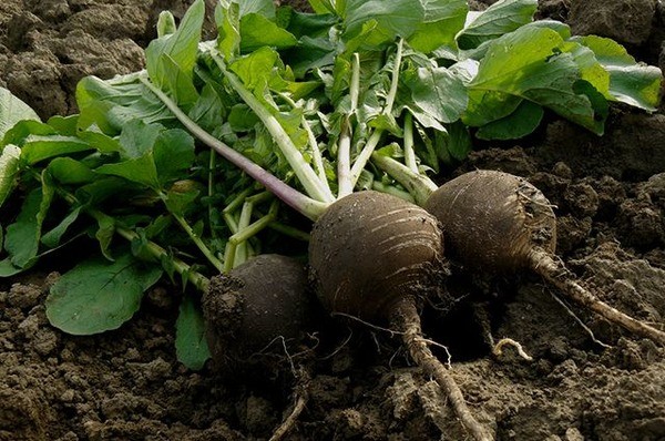 When to remove radish from the garden for storage: valuable recommendations