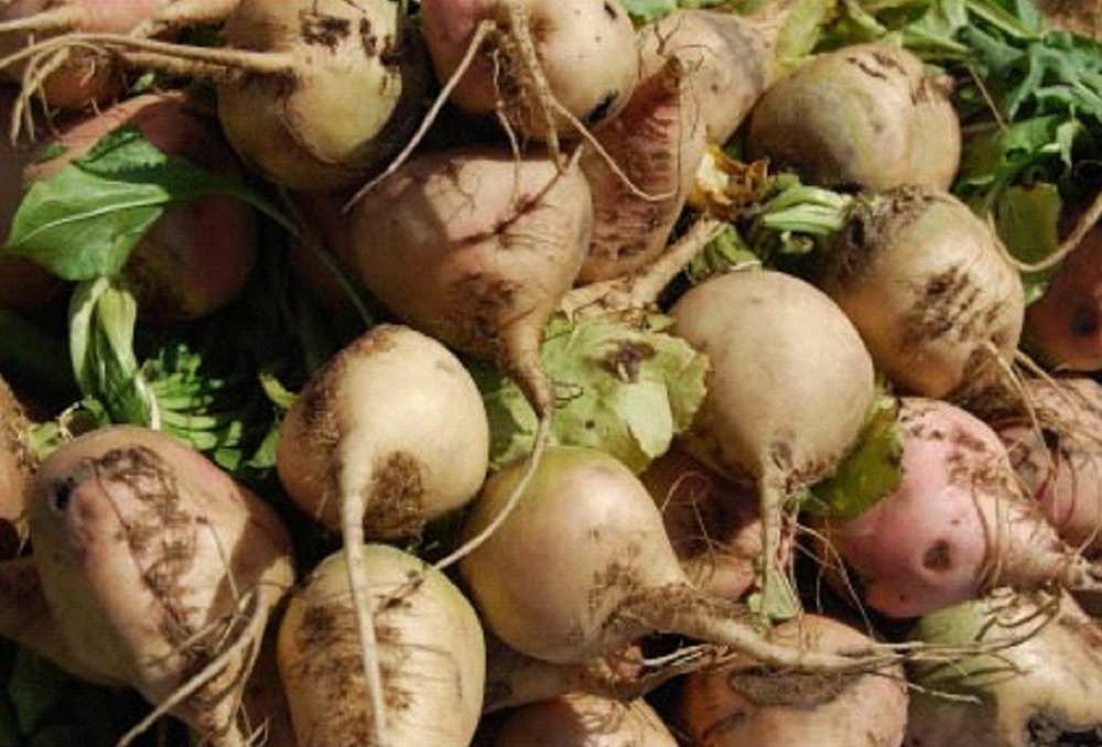 When to remove radish from the garden for storage: valuable recommendations