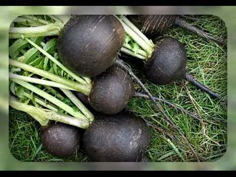 When to remove radish from the garden for storage: valuable recommendations