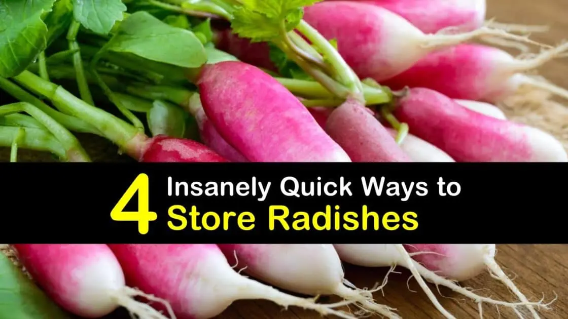 When to remove radish from the garden for storage: valuable recommendations