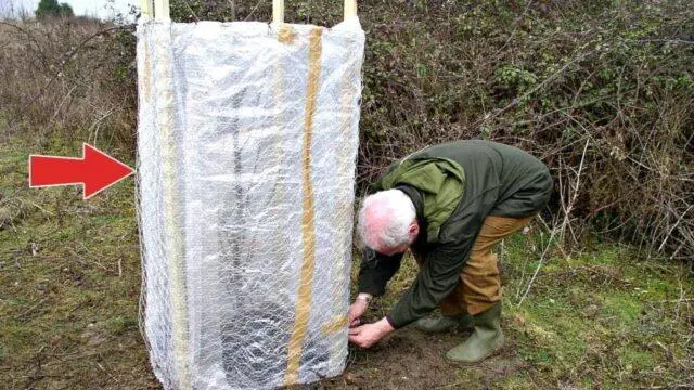 When to Remove Shelter from Apple Trees in Spring