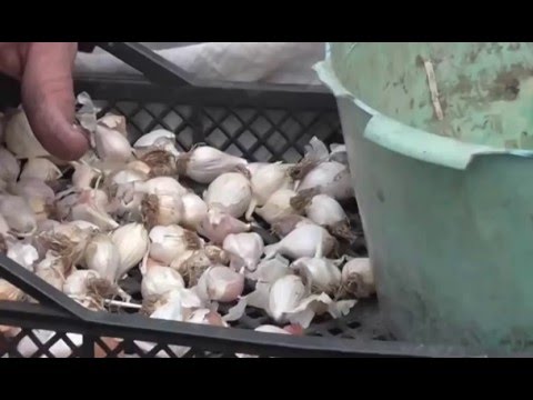 When to remove spring garlic from the garden: methods, rules, terms