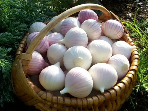 When to remove spring garlic from the garden: methods, rules, terms