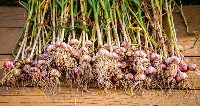 When to remove spring garlic from the garden: methods, rules, terms