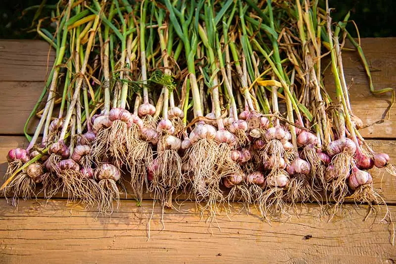 When to remove spring garlic from the garden: methods, rules, terms