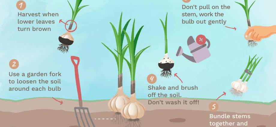 When to remove summer garlic from the garden and how to store until the next harvest