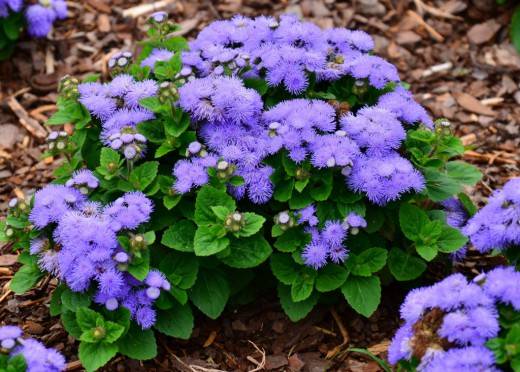 When to sow ageratum for seedlings + photo of flowers