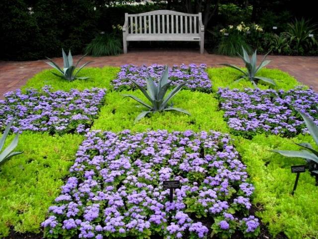 When to sow ageratum for seedlings + photo of flowers