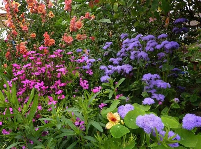 When to sow ageratum for seedlings + photo of flowers