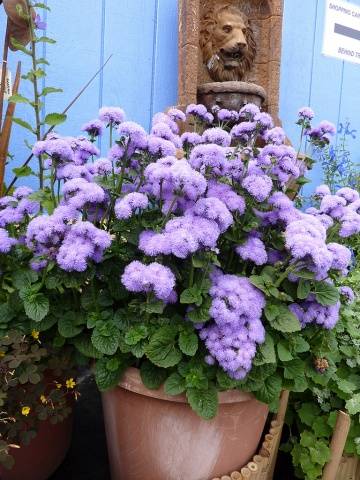 When to sow ageratum for seedlings + photo of flowers