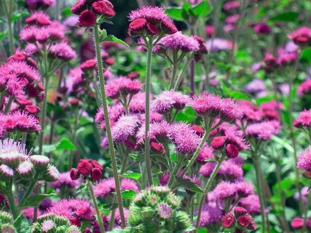 When to sow ageratum for seedlings + photo of flowers