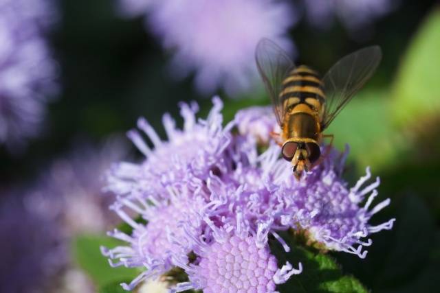 When to sow ageratum for seedlings + photo of flowers