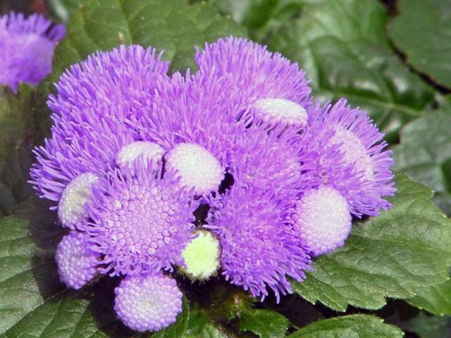 When to sow ageratum for seedlings + photo of flowers