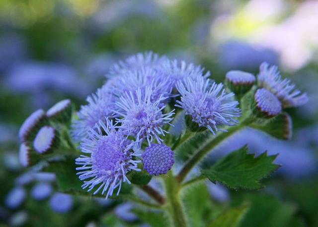 When to sow ageratum for seedlings + photo of flowers