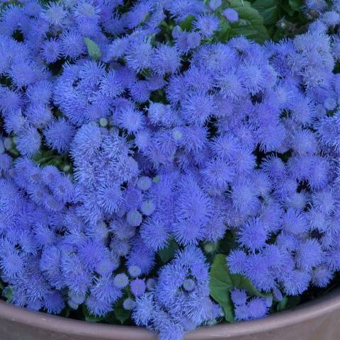 When to sow ageratum for seedlings + photo of flowers